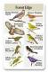 Forest Edge SongCard.jpg